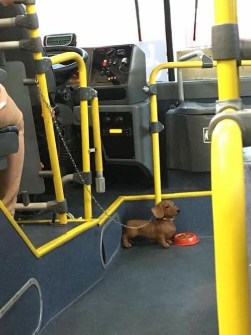 bematthe - She is the Guardian of the Bus. Noble and Good.