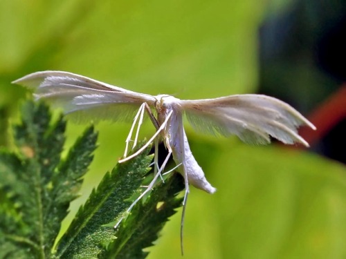 wapiti3 - Lepidoptera sp. (Moths)The Macro Club Project...