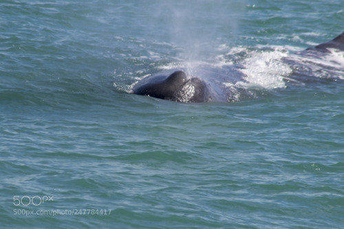 lifeunderthewaves:sperm whale blowhole by koruartnz The beauty...