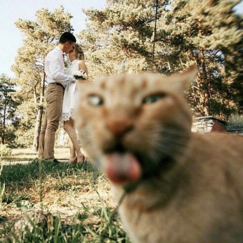 unflatteringcatselfies - Not a selfie, but the best photobomb ever
