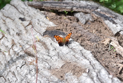 brett-outdoors - Today, the forest gave me a butterfly eating a...