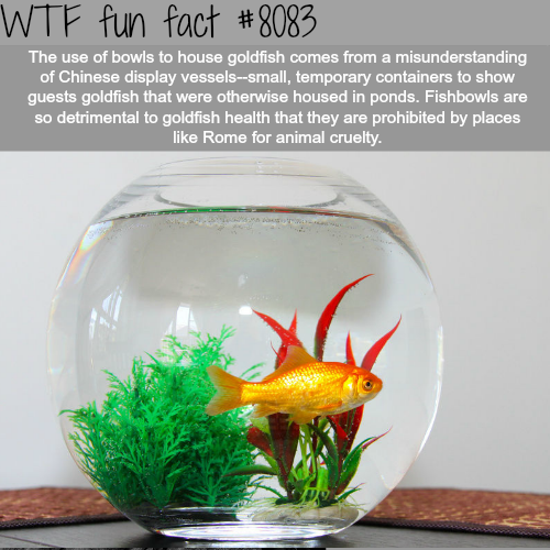 optometrictzedek - wtf-fun-factss - Why you shouldn’t put goldfish...
