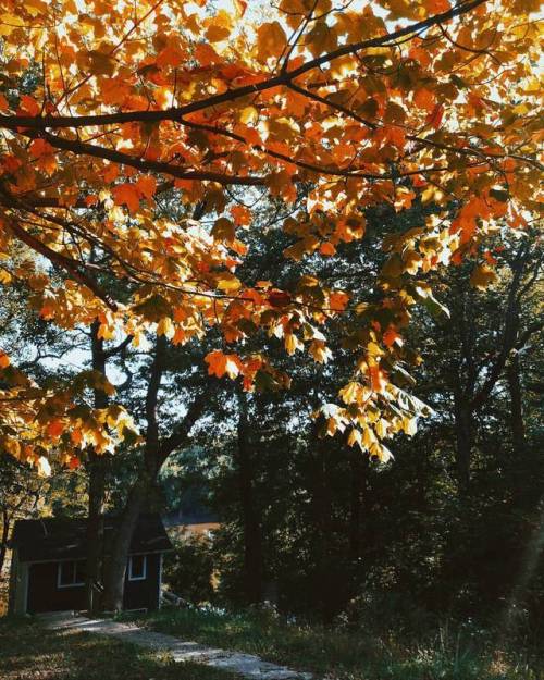 It’s fall in Indiana!#ourhome #fall #autumn #leaves #fallleaves #leafs ...