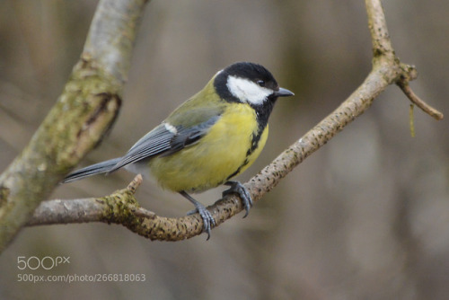 thebestinphotography - Tit