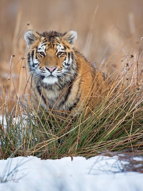beautiful-wildlife - Siberian Tiger by © milanzygmunt