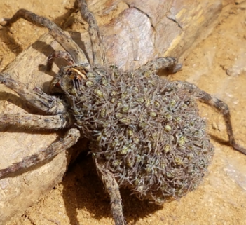 The female wolf spider, a.k.a. the Nopemother, carries her zillions of offspring on her back until they can fend for themselves.