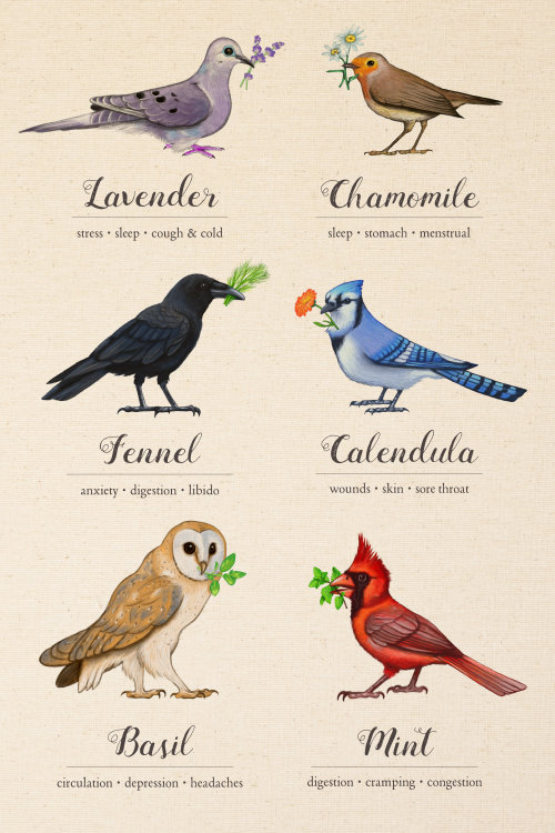yonderbeasties - Here is the first full set of “Birds &...