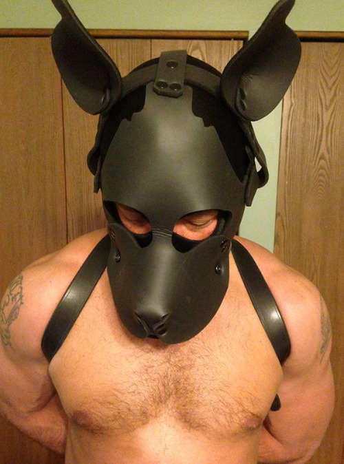 confessionsofahoodedbottom - tychopup - Bad pup being corrected....