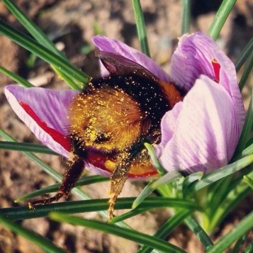 officerofmonkeyproblems:go home, bee. you’re drunk