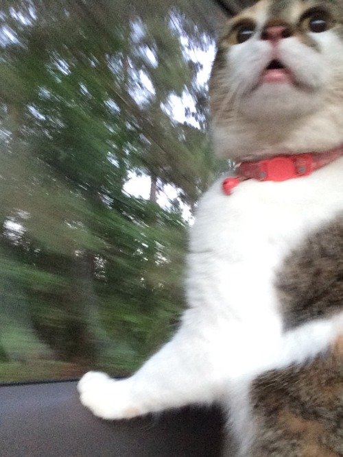 elkhoof - My cat’s first car ride