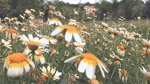 3rdquartermoon - pedromgabriel - - Hiking among wild daisies...