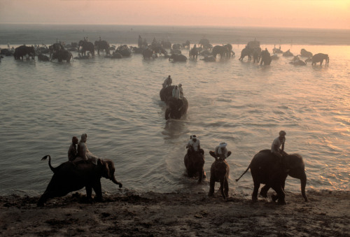 unearthedviews - INDIA. Bihar region. Town of Sonpur. Elephants...