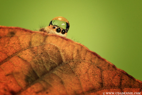 canadiannutellaboiii - chronicarus - Spiders with water droplet...