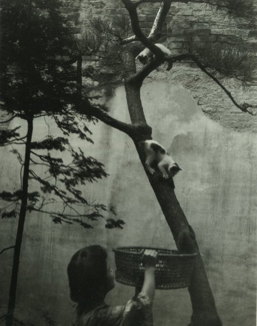 taishou-kun - Ishizuka Saburou 石塚三郎 (1877-1958) - Basket for cats...