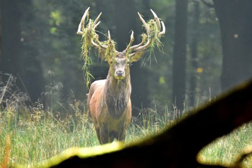90377 - Rothirsch - red deer - Cervus elaphus by Olaf Kerber