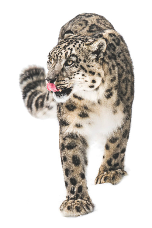 lsleofskye:Snow Leopard on the Prowl XIII | Abeselom Zerit