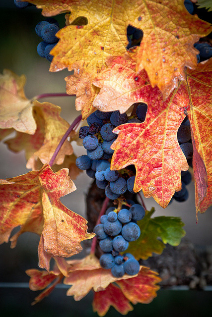 chasingrainbowsforever - Harvest Time, Napa Valley ~ Taken on a...