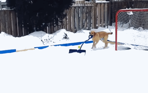 Image result for gif dog shoveling snow