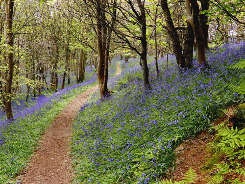 beachgirlnikita - Bluebells in bloom; Lake District, England