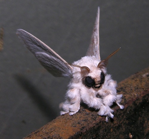 congenitaldisease - This is a Venezuelan Poodle Moth and is a...