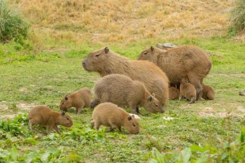 dailycapybara - (via Capybara births after breeding programme at...