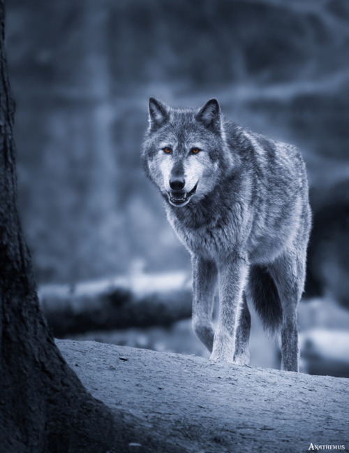 medieval-woman - Gray Wolf (Canis Lupus). by Pawel Rychlicki 