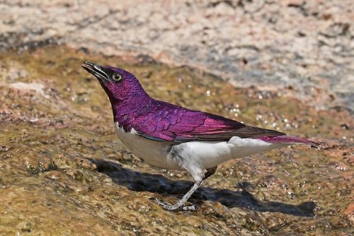 end0skeletal - Violet-backed Starling Males (x x...