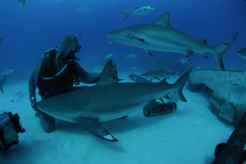 ladyxxlove:just-your-local-weirdo:Sharks are nice!Since...