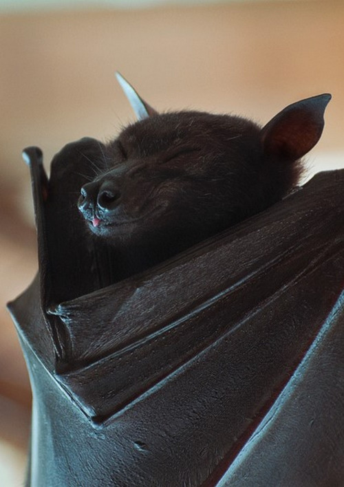 wilwheaton:bat blep