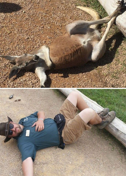 catsbeaversandducks - What Happens When Zookeepers Have Too Much...