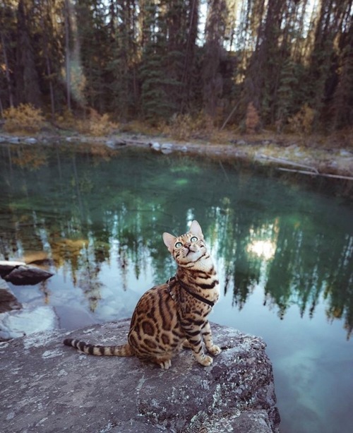 unlockingwonderland - animals-lovers - (Source)Cutes for your...