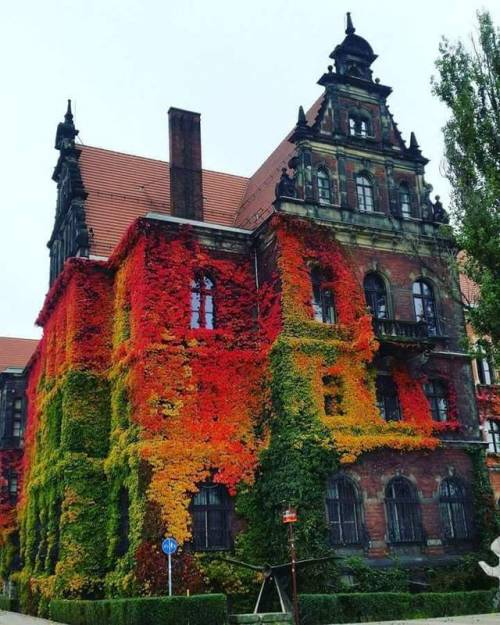 steampunktendencies - Incredibly couloured ivy on National...
