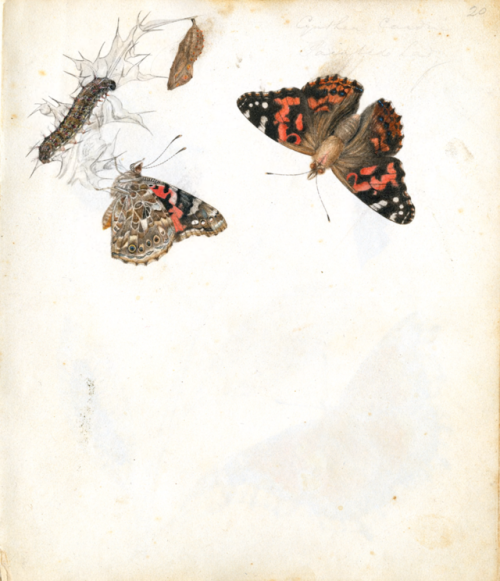 nemfrog - Lepidoptera. Entomologia terrae novae [manuscript]....