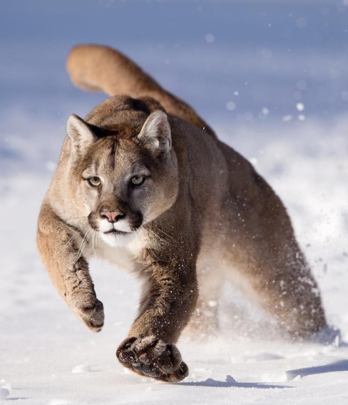 beautiful-wildlife:Puma by © serhat_demiroglu_photography