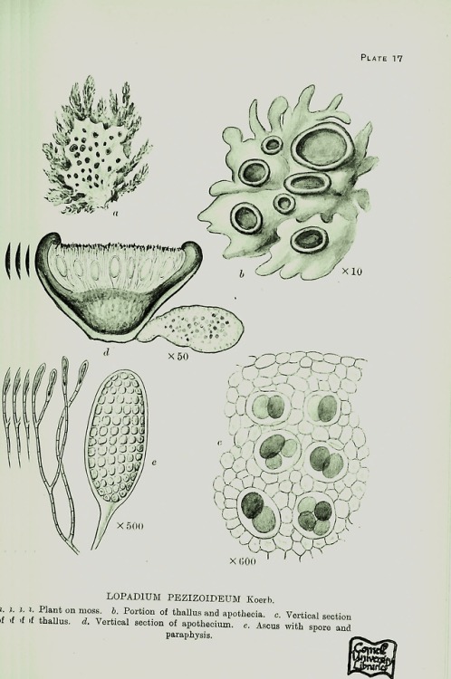 A monograph of lichens found in Britain being a descriptive...