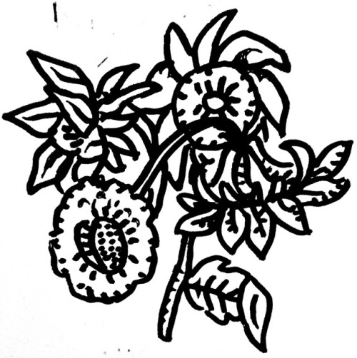 poeticsuggestions - sunflowers - p(C.B)(10.1.18)