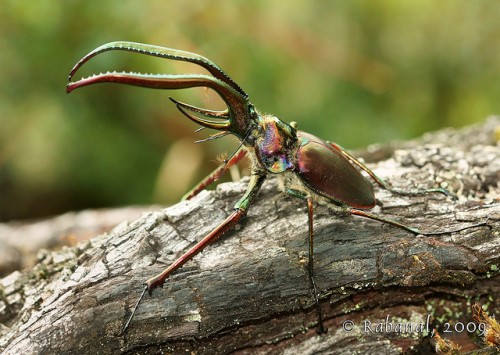 libutron - Darwin’s Beetle - Chiasognathus grantiiAlso referred...