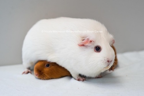 guineapiggies - by thenoodlepups_and_bivoircavies“If I...