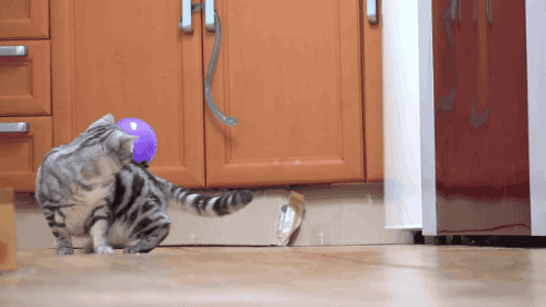 gifsboom:Attaching a Balloon to Cats. [video]