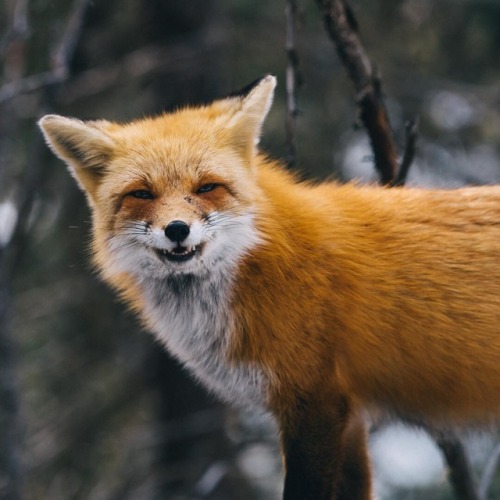 everythingfox - Smiling for the Camera By Alex Boudens