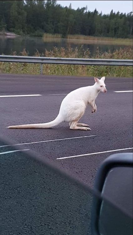 sweetcopen - A white kangaroo. Nothing special apart from that...
