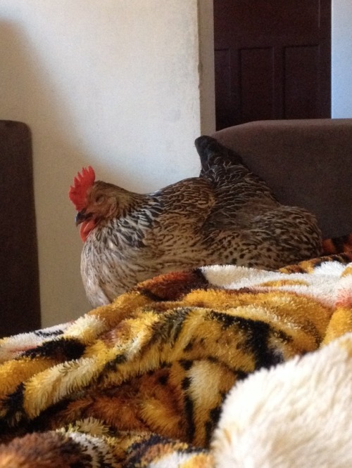 todaysbird - todays bird is - this sleeping hen!