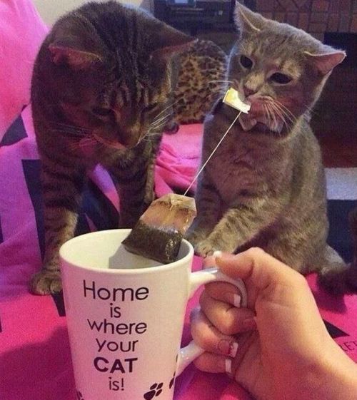 justcatposts - I love it when my cats lend a helping hand!