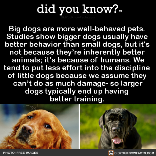 big-dogs-are-more-well-behaved-pets-studies-show