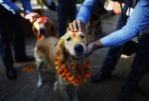 ithelpstodream:In Nepal they have a festival that honours dogs...