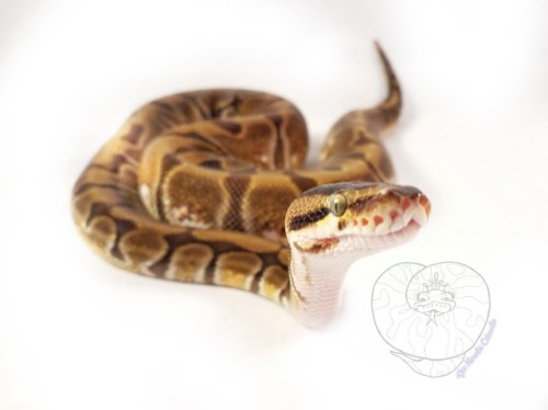 snekjunkie - Astrid finished shedding today and she’s looking...