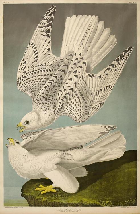 heartbeat-of-leafy-limbs - JOHN JAMES AUDUBON Island Falcon...