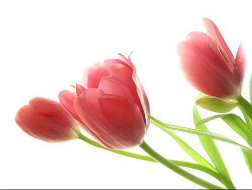 Gambar Gambar Bunga Tulip Putih Indah Pernik Dunia di 