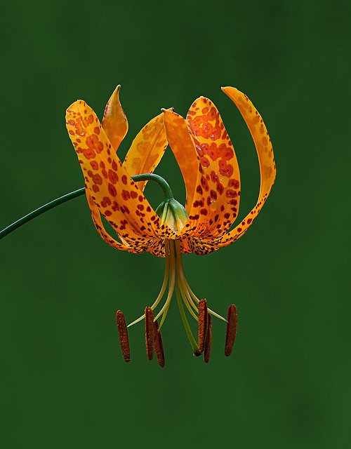 drxgonfly - Humboldt’s Lily (Lilium humboldtii) by steveberardi...