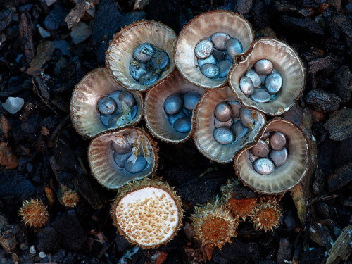 boredpanda - The Magical World Of Australian Mushrooms By Steve...